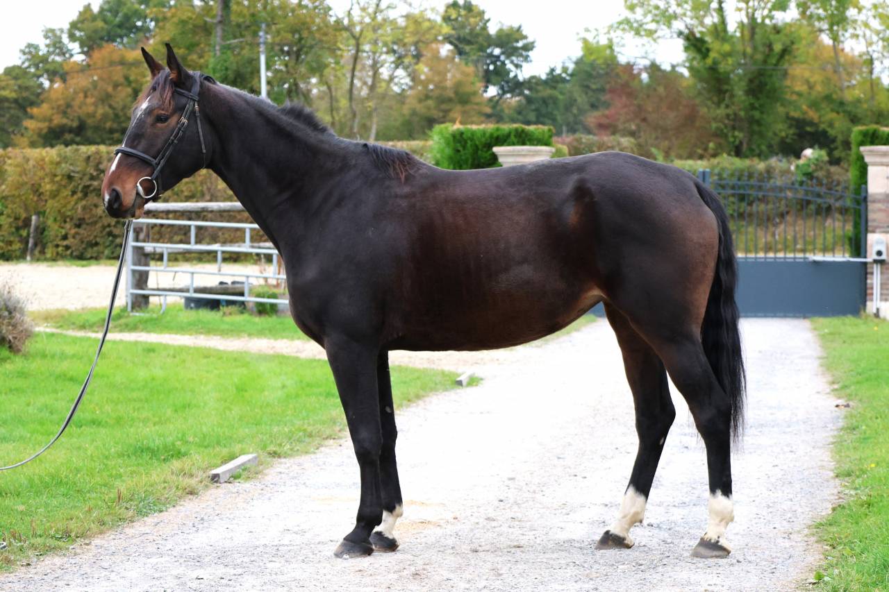 Merrie Selle Français Te koop 2021 Donker bruin / bai ,  BISQUET BALOUVD MISPEL