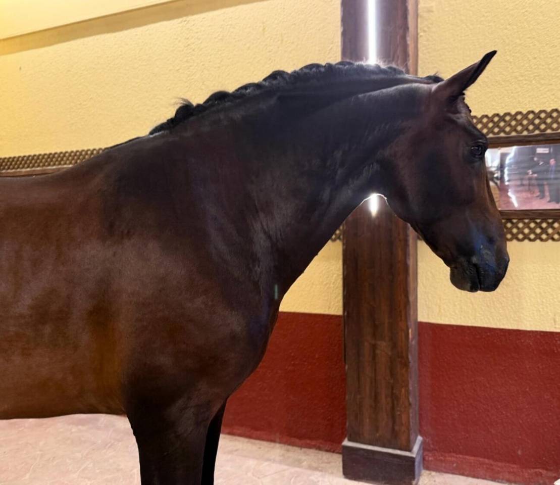 Hengst PRE Puur Ras Spaans Te koop 2020 Donker bruin / bai