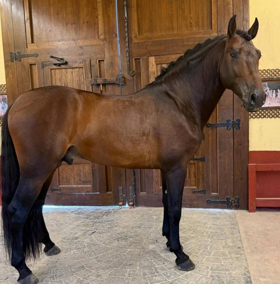 Hengst PRE Puur Ras Spaans Te koop 2020 Donker bruin / bai
