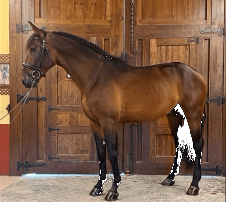 Hengst PRE Puur Ras Spaans Te koop 2020 Donker bruin / bai