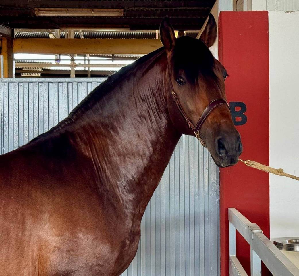 Hengst PRE Puur Ras Spaans Te koop 2020 Donker bruin / bai