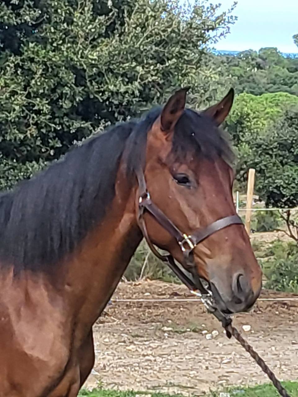 Veulen (vr) PRE Puur Ras Spaans Te koop 2023 Donker bruin / bai ,  Trianero 29