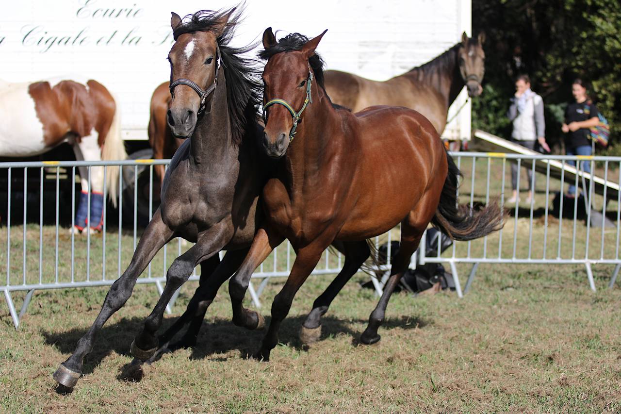 Veulen (vr) PRE Puur Ras Spaans Te koop 2023 Donker bruin / bai ,  Trianero 29
