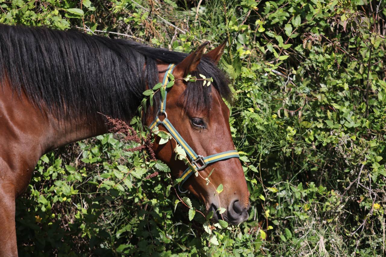 Veulen (vr) PRE Puur Ras Spaans Te koop 2023 Donker bruin / bai ,  Trianero 29