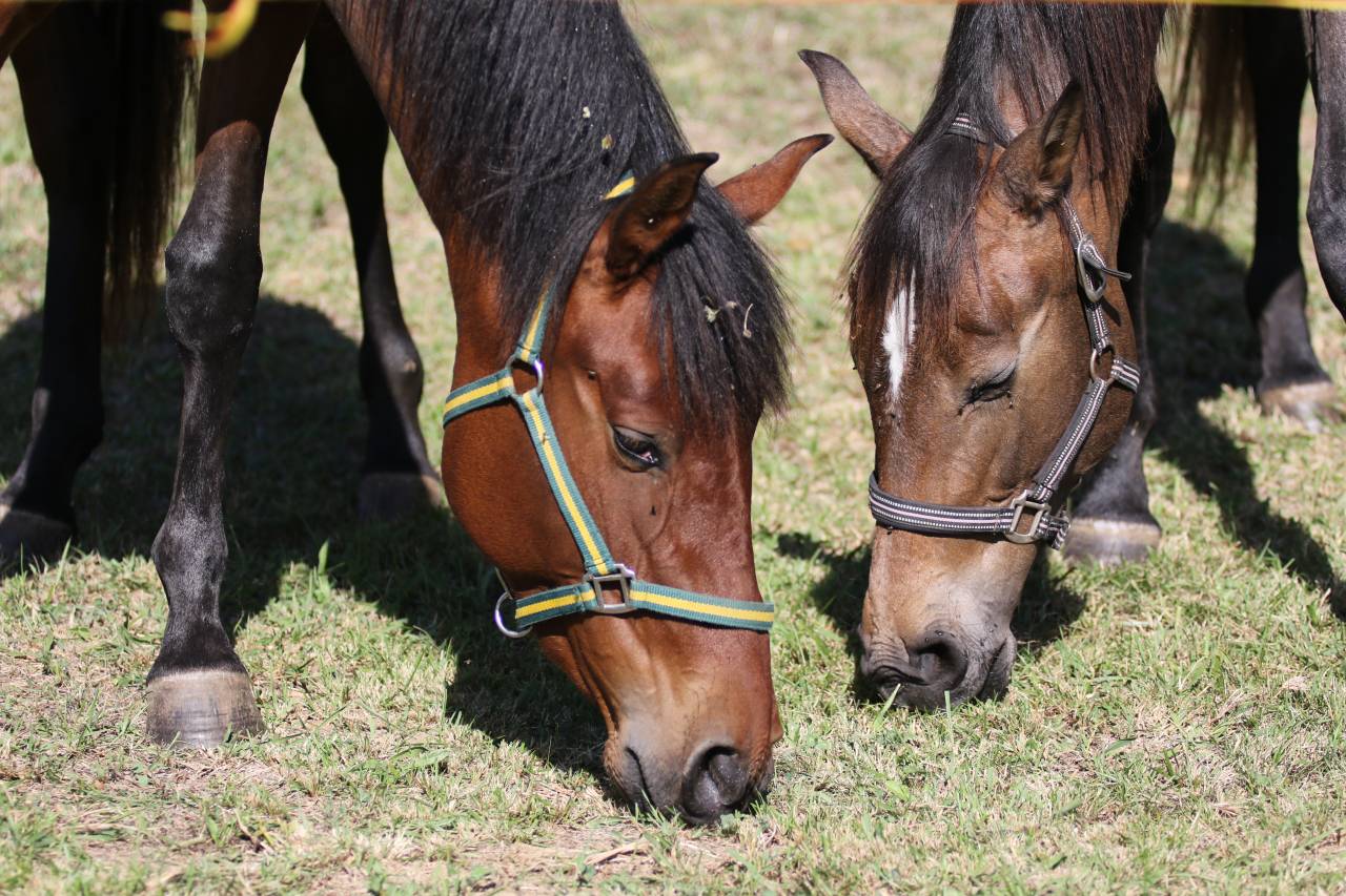 Veulen (vr) PRE Puur Ras Spaans Te koop 2023 Donker bruin / bai ,  Trianero 29