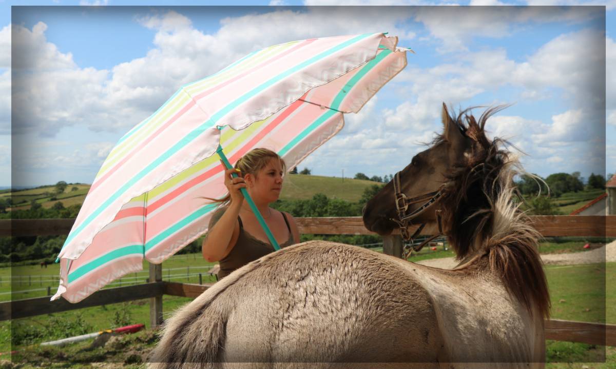 Ruin Ras onbekend Te koop 2023 Muisgrijs