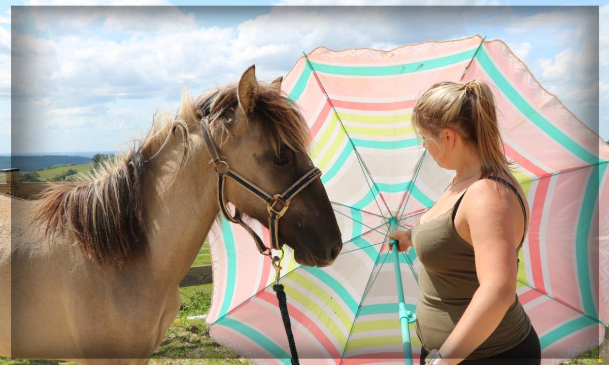 Ruin Ras onbekend Te koop 2023 Muisgrijs