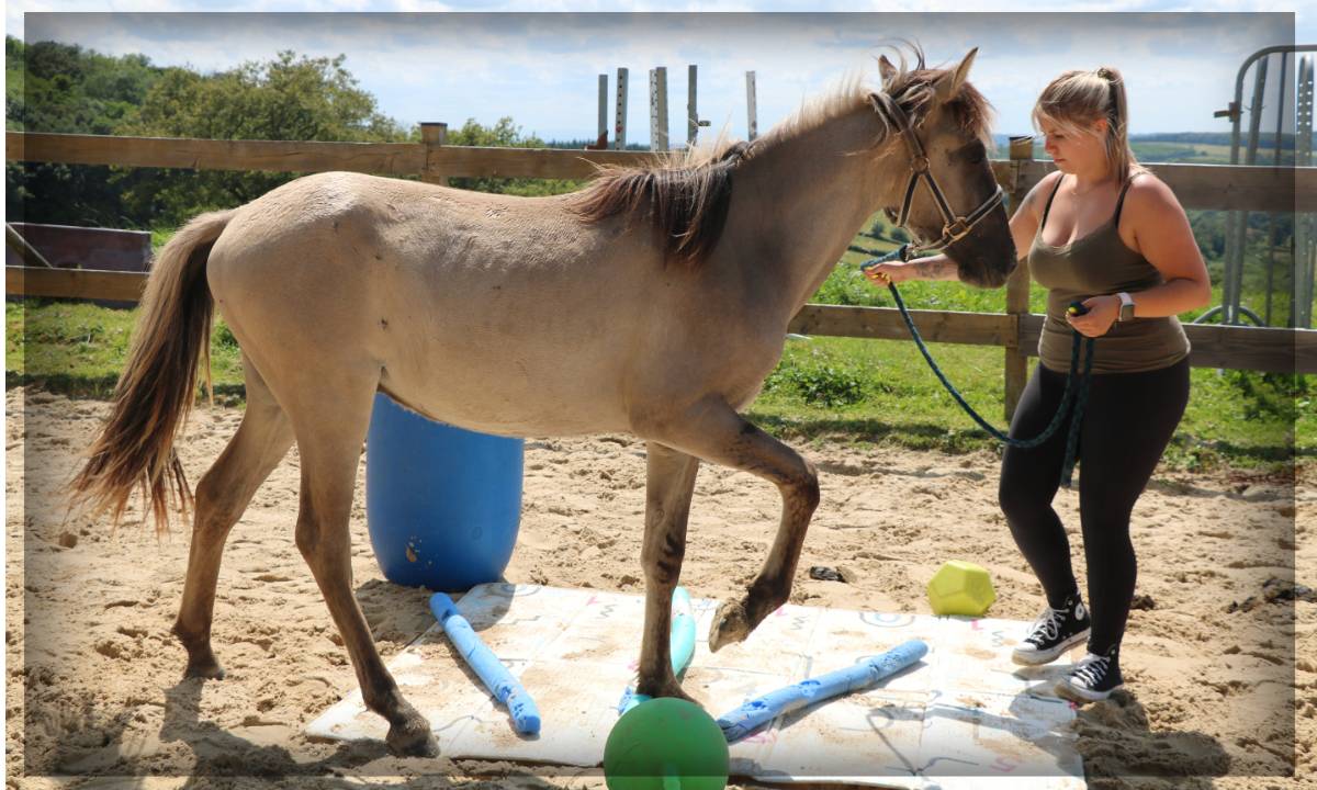 Ruin Ras onbekend Te koop 2023 Muisgrijs