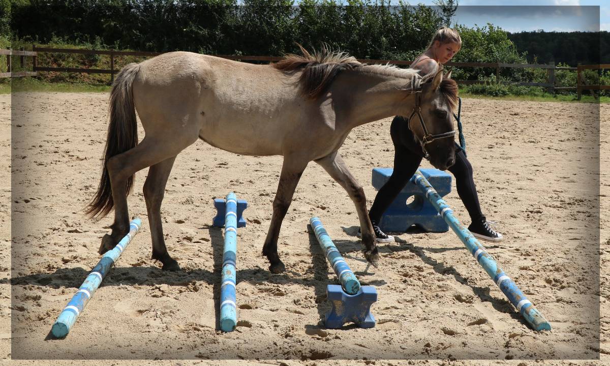 Ruin Ras onbekend Te koop 2023 Muisgrijs