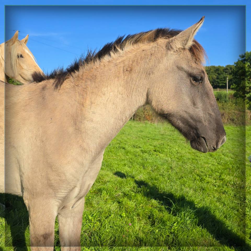 Ruin Ras onbekend Te koop 2023 Muisgrijs