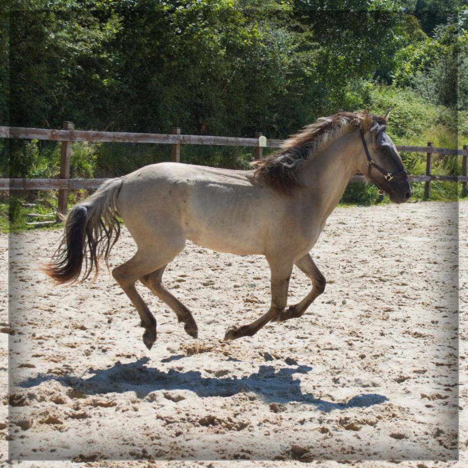 Ruin Ras onbekend Te koop 2023 Muisgrijs