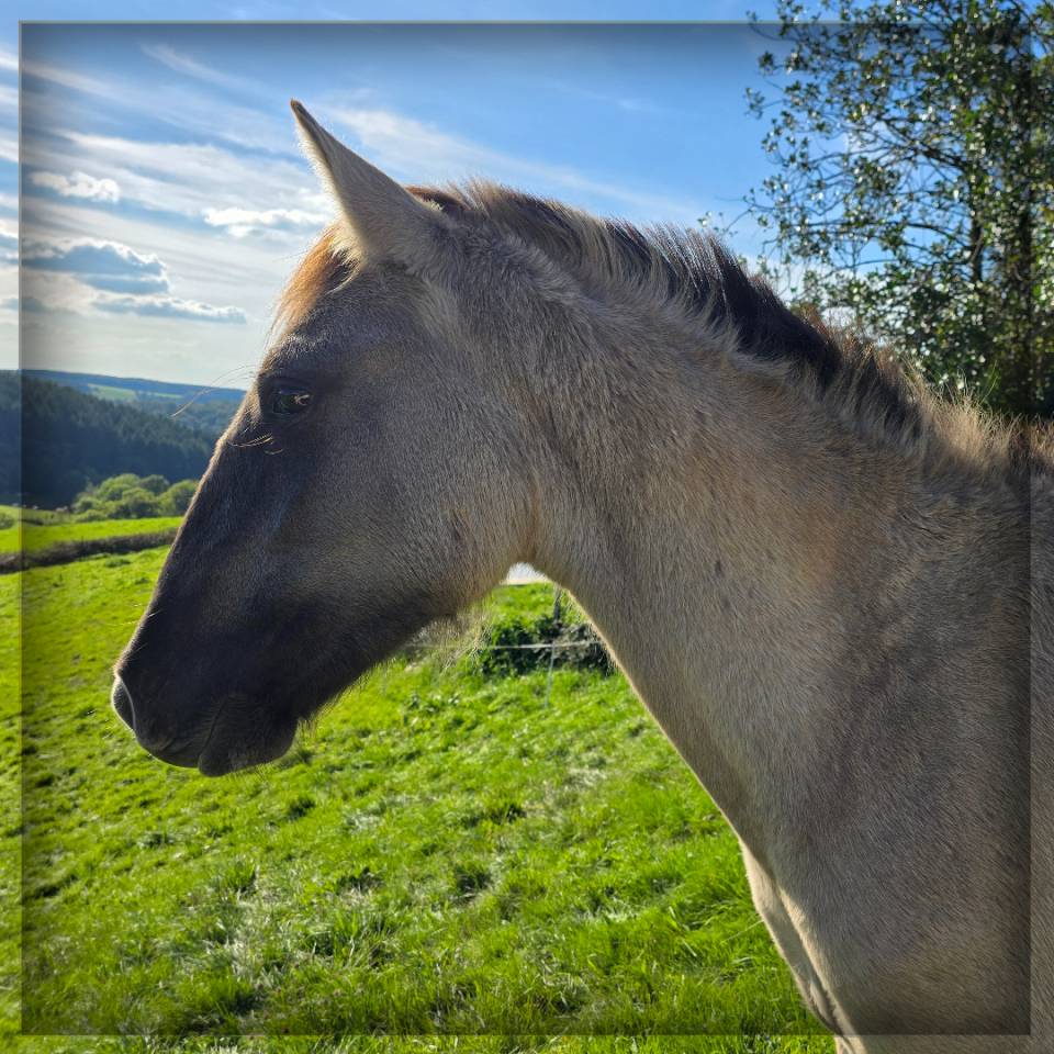 Ruin Ras onbekend Te koop 2023 Muisgrijs