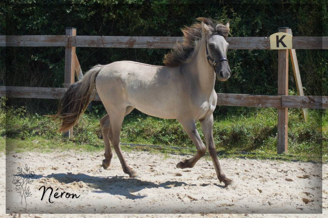 Ruin Ras onbekend Te koop 2023 Muisgrijs