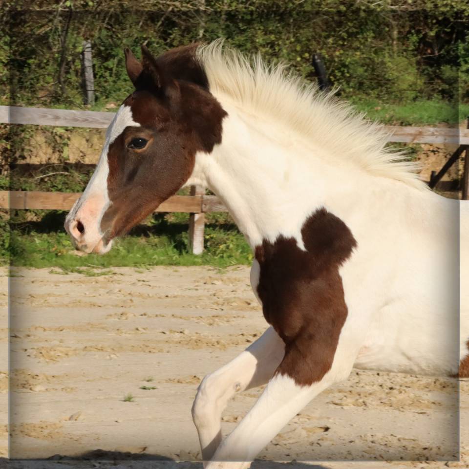 Veulen (ml) Selle Français Te koop 2025 Bont ,  ROCCOSSIFRED