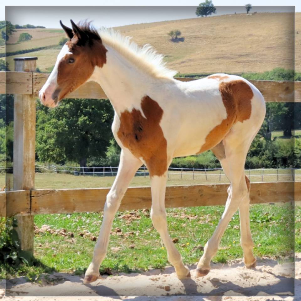 Veulen (ml) Selle Français Te koop 2025 Bont ,  ROCCOSSIFRED