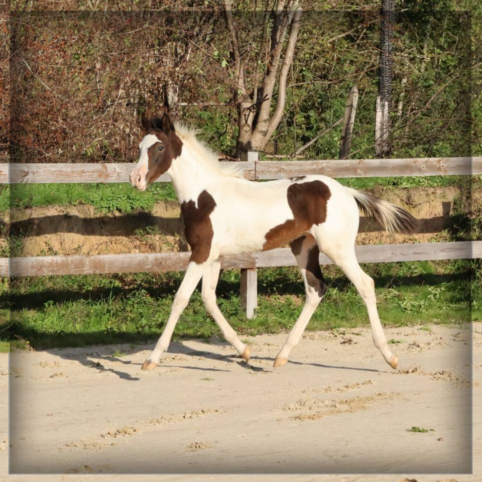 Veulen (ml) Selle Français Te koop 2025 Bont ,  ROCCOSSIFRED