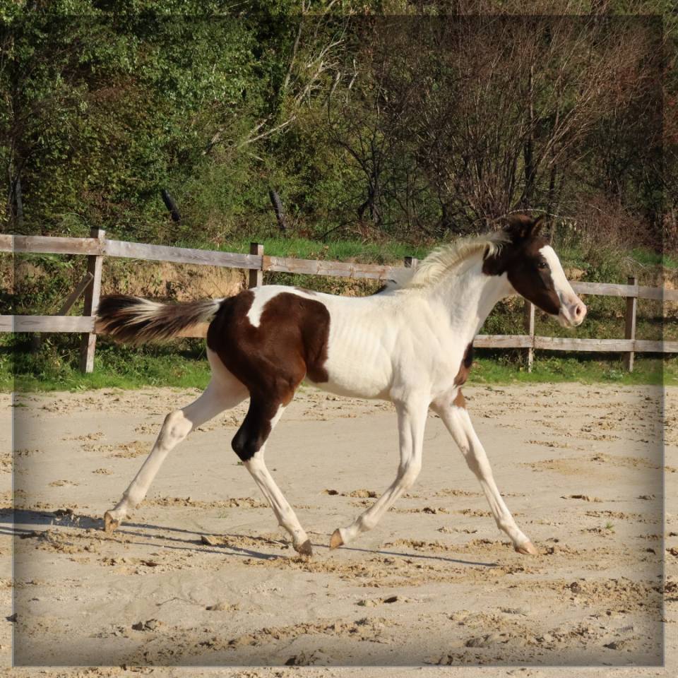 Veulen (ml) Selle Français Te koop 2025 Bont ,  ROCCOSSIFRED