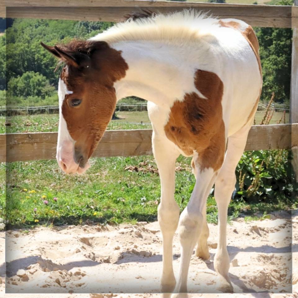 Veulen (ml) Selle Français Te koop 2025 Bont ,  ROCCOSSIFRED