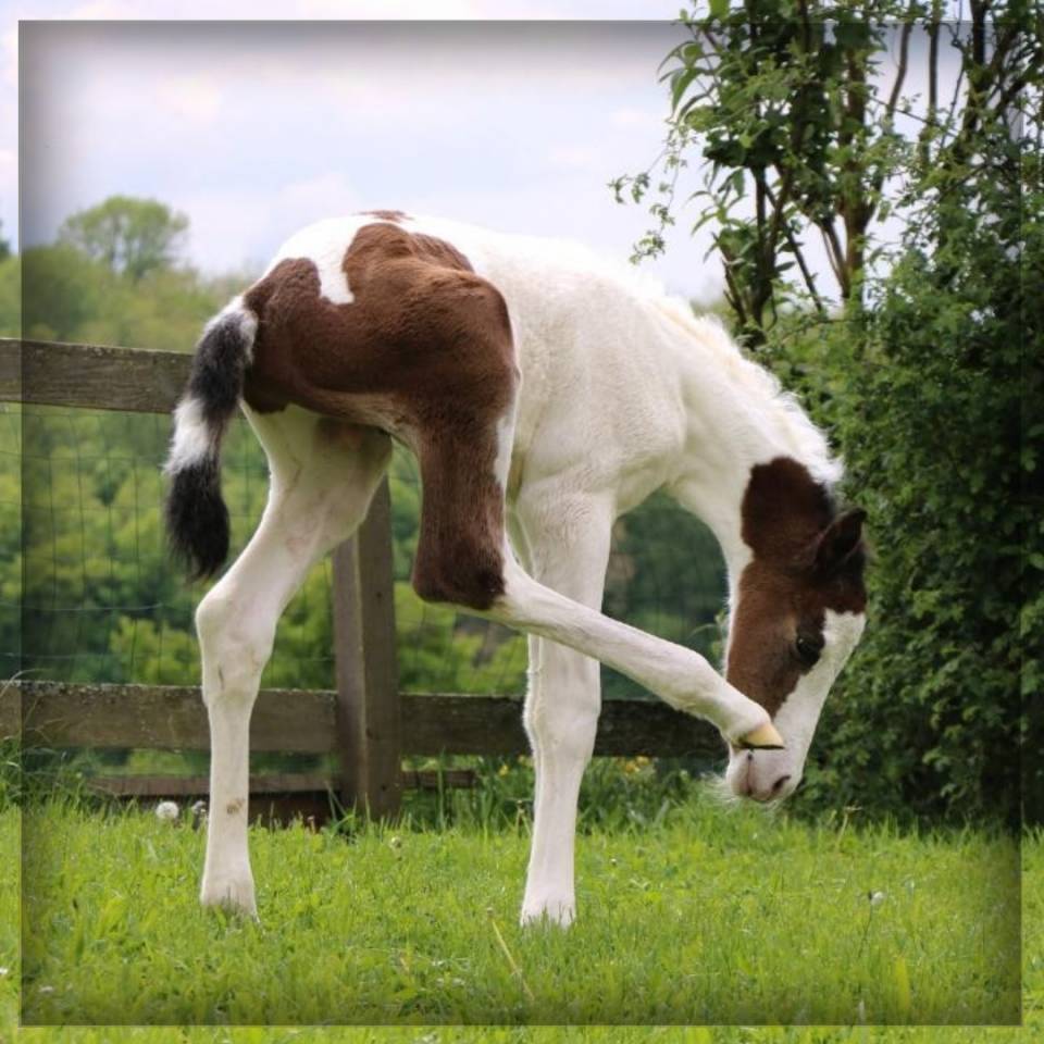 Veulen (ml) Selle Français Te koop 2025 Bont ,  ROCCOSSIFRED