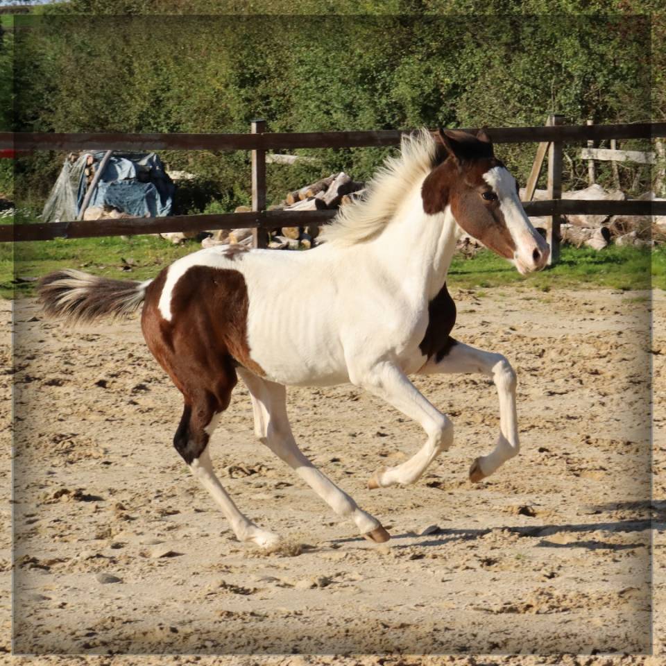 Veulen (ml) Selle Français Te koop 2025 Bont ,  ROCCOSSIFRED
