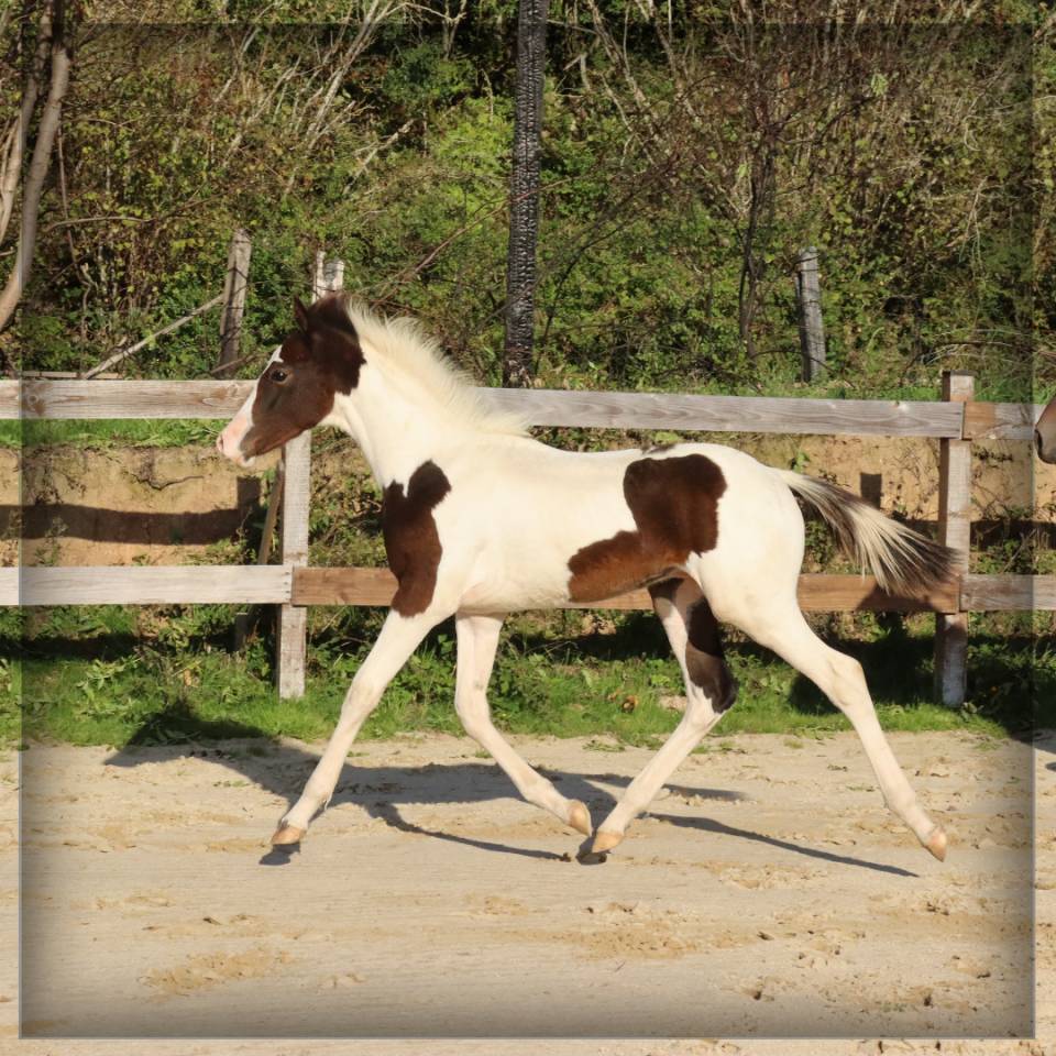 Veulen (ml) Selle Français Te koop 2025 Bont ,  ROCCOSSIFRED
