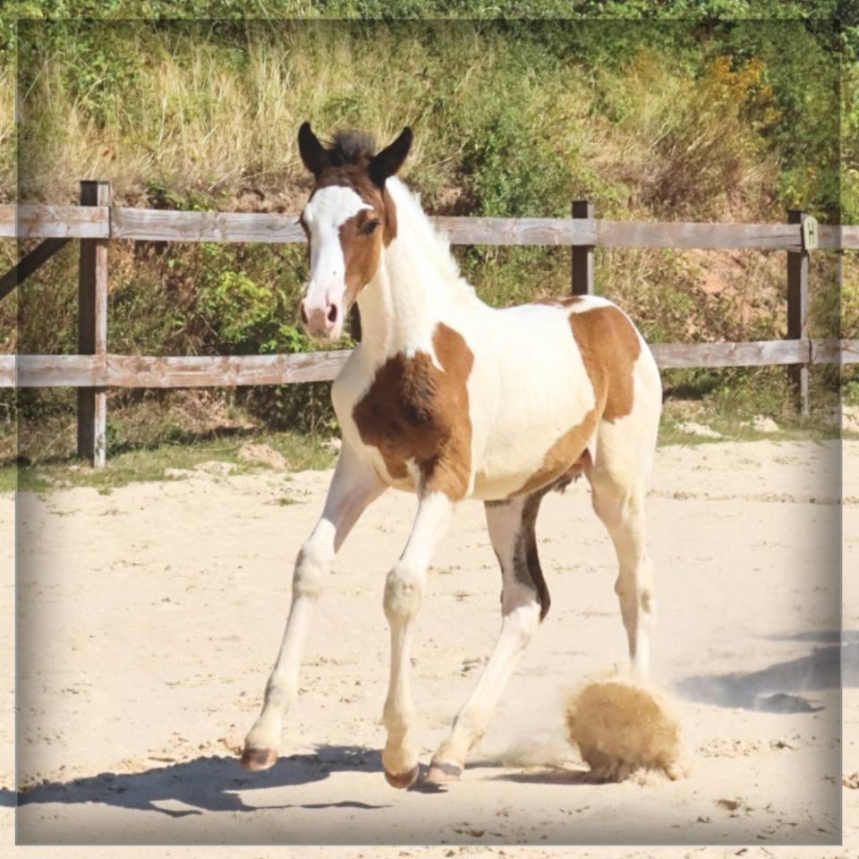 Veulen (ml) Selle Français Te koop 2025 Bont ,  ROCCOSSIFRED