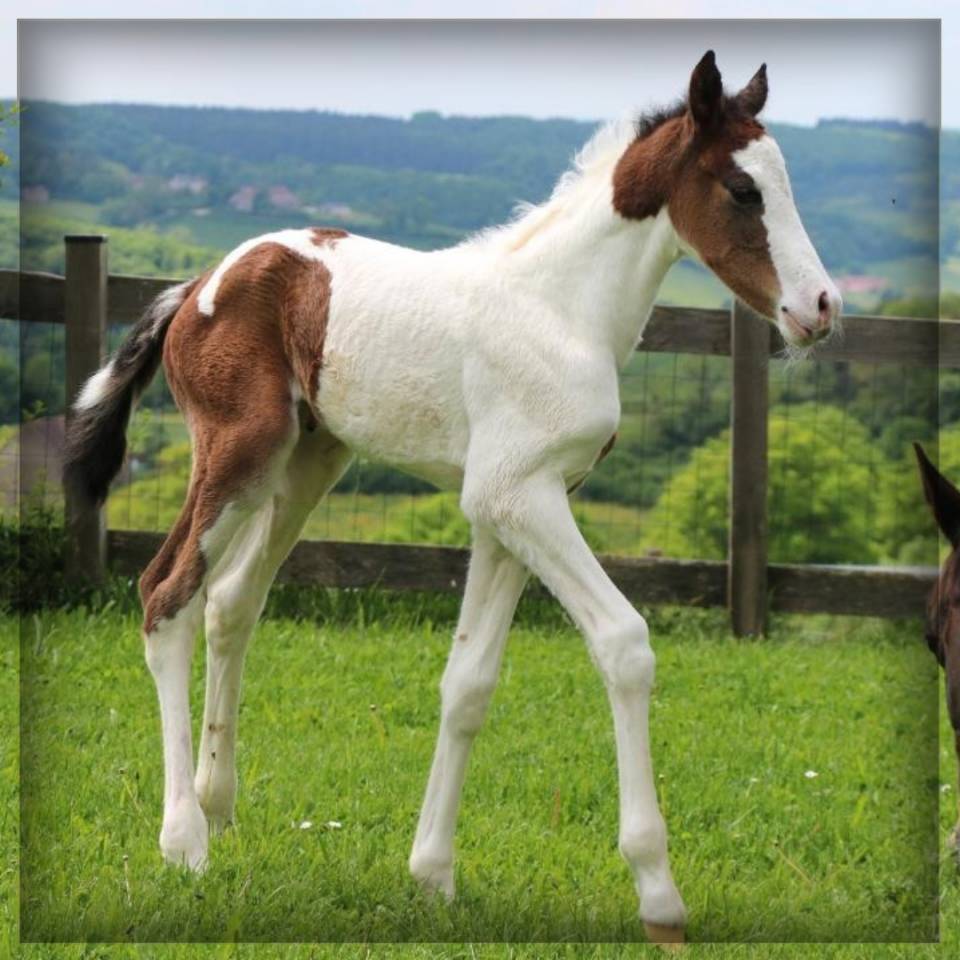 Veulen (ml) Selle Français Te koop 2025 Bont ,  ROCCOSSIFRED