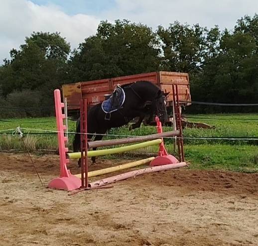 Ruin Connemara Te koop 2021 Zwart ,  TITUS DE LIAF