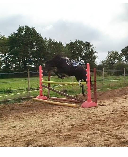 Ruin Connemara Te koop 2021 Zwart ,  TITUS DE LIAF