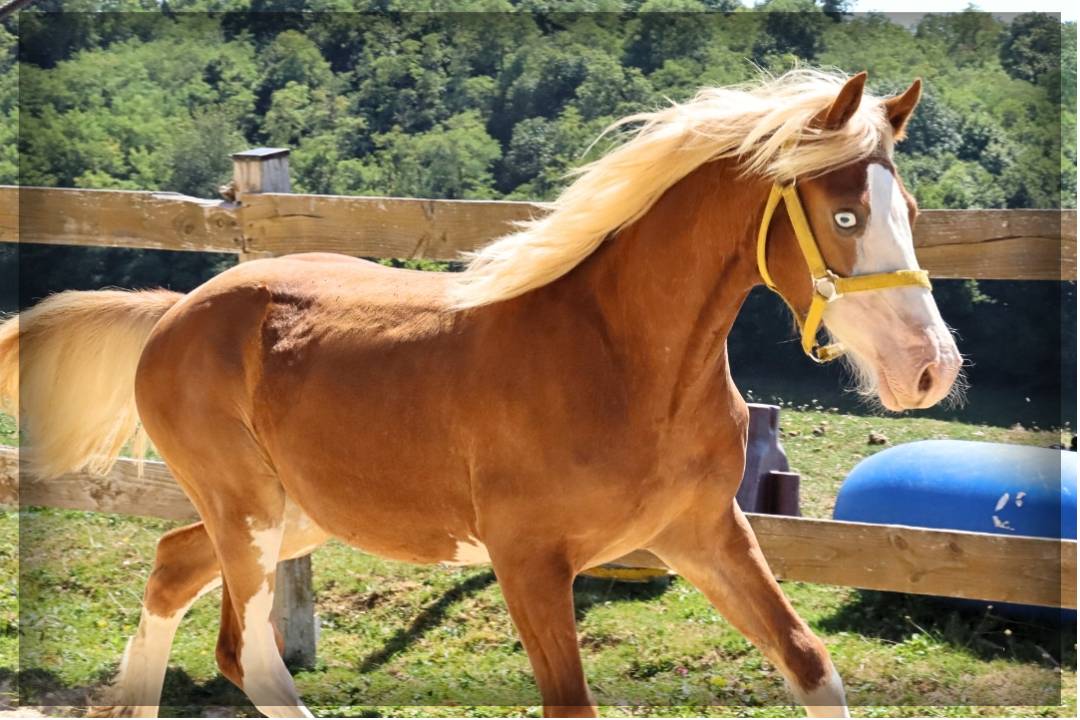 Hengst Welsh Pony (Section D), Welsh Cob  Te koop 2024 Vos ,  Easy Boy de Maïka
