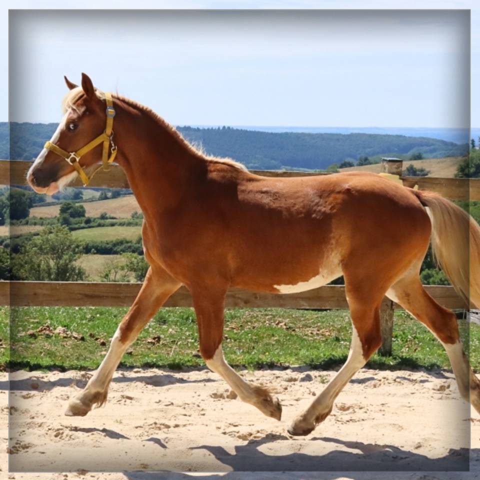 Hengst Welsh Pony (Section D), Welsh Cob  Te koop 2024 Vos ,  Easy Boy de Maïka