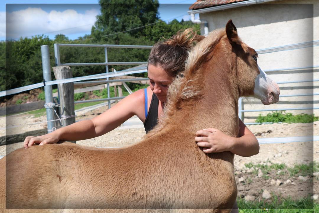 Hengst Welsh Pony (Section D), Welsh Cob  Te koop 2024 Vos ,  Easy Boy de Maïka