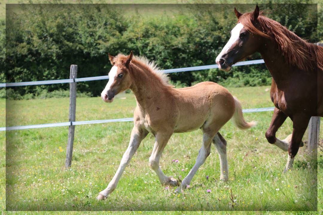 Hengst Welsh Pony (Section D), Welsh Cob  Te koop 2024 Vos ,  Easy Boy de Maïka