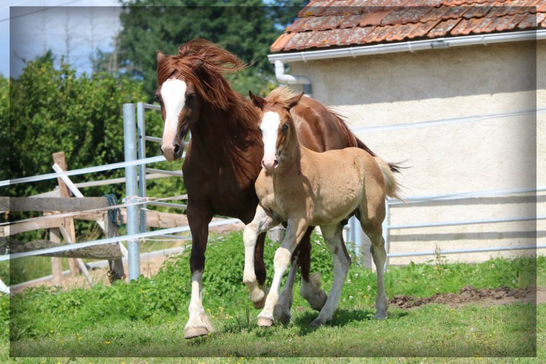 Hengst Welsh Pony (Section D), Welsh Cob  Te koop 2024 Vos ,  Easy Boy de Maïka