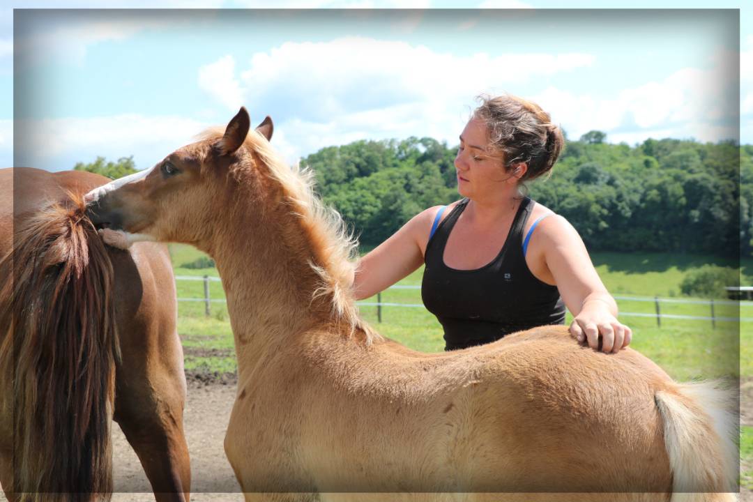 Hengst Welsh Pony (Section D), Welsh Cob  Te koop 2024 Vos ,  Easy Boy de Maïka