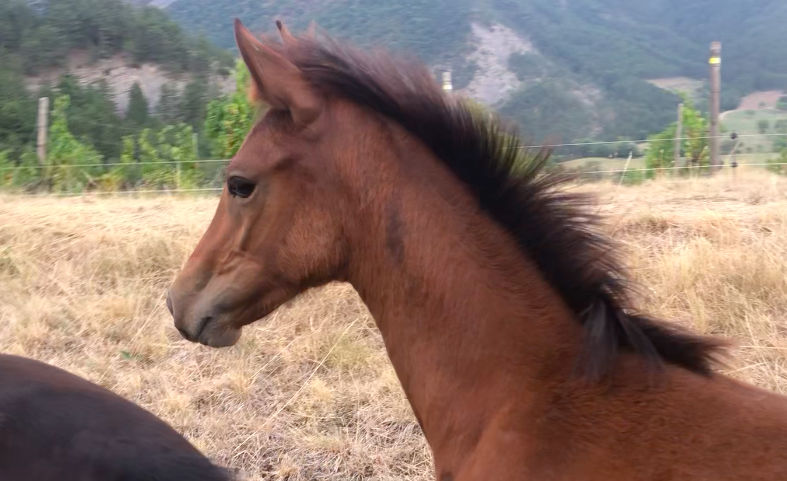 Veulen (vr) Bekend ras Te koop 2025 Donker bruin / bai ,  ETASUNI des COLLIERES