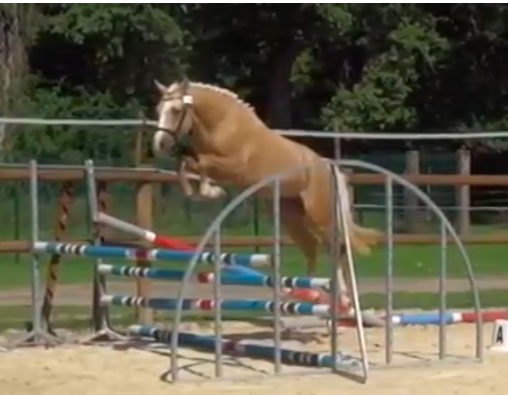 Veulen (vr) Bekend ras Te koop 2025 Donker bruin / bai ,  ETASUNI des COLLIERES