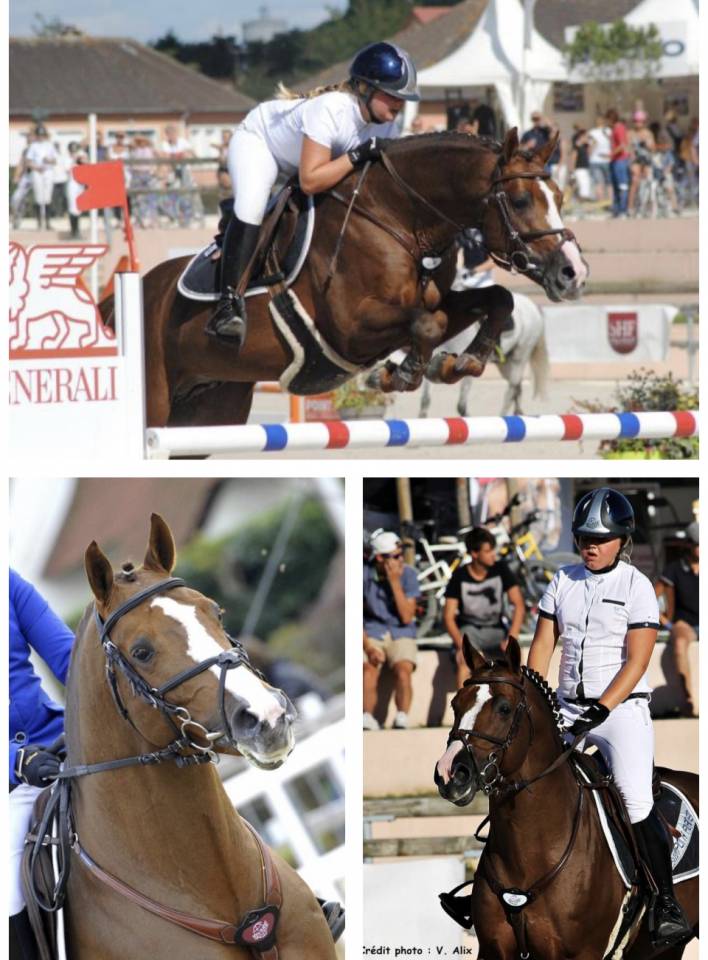 Veulen (vr) Bekend ras Te koop 2025 Donker bruin / bai ,  ETASUNI des COLLIERES