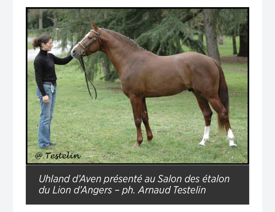 Veulen (vr) Bekend ras Te koop 2025 Donker bruin / bai ,  ETASUNI des COLLIERES