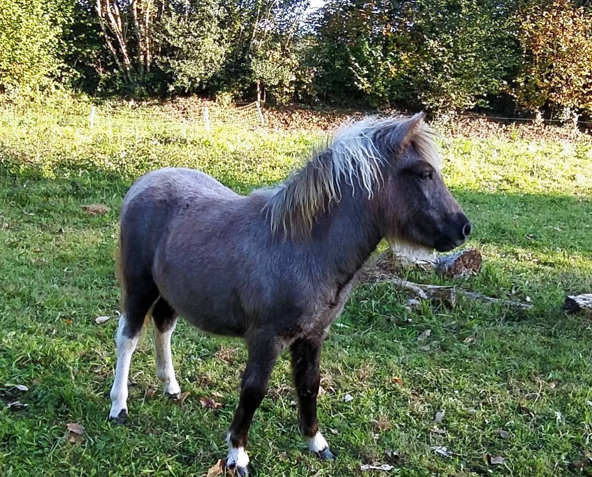 Veulen (vr) Bekend ras Te koop 2025 Bont