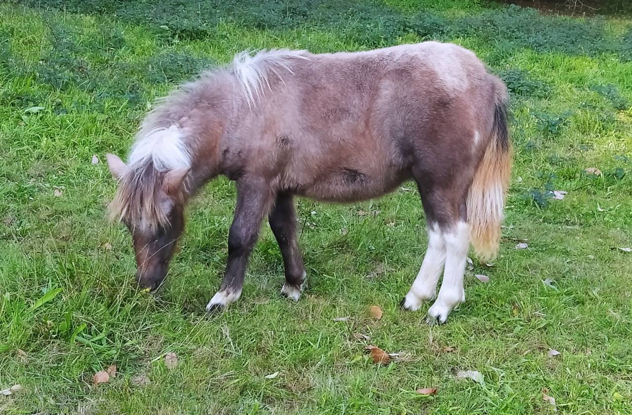 Veulen (vr) Bekend ras Te koop 2025 Bont