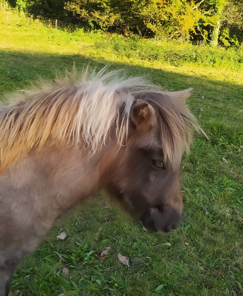 Veulen (vr) Bekend ras Te koop 2025 Bont