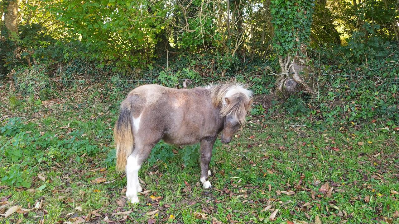 Veulen (vr) Bekend ras Te koop 2025 Bont