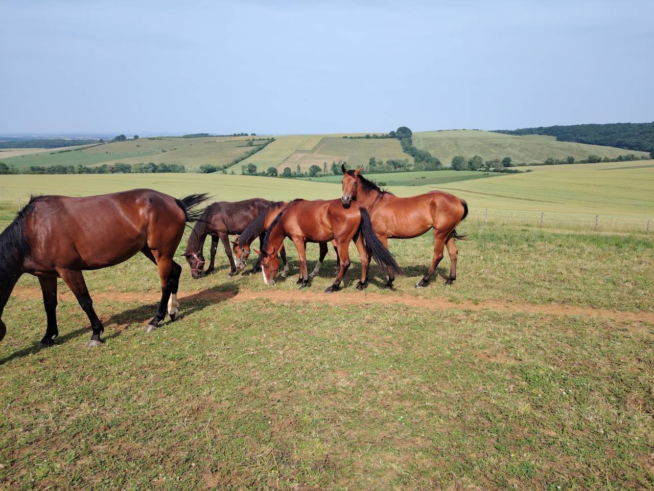 Veulen (vr) Selle Français Te koop 2023 Donker bruin / bai ,  Uncognito bois margot