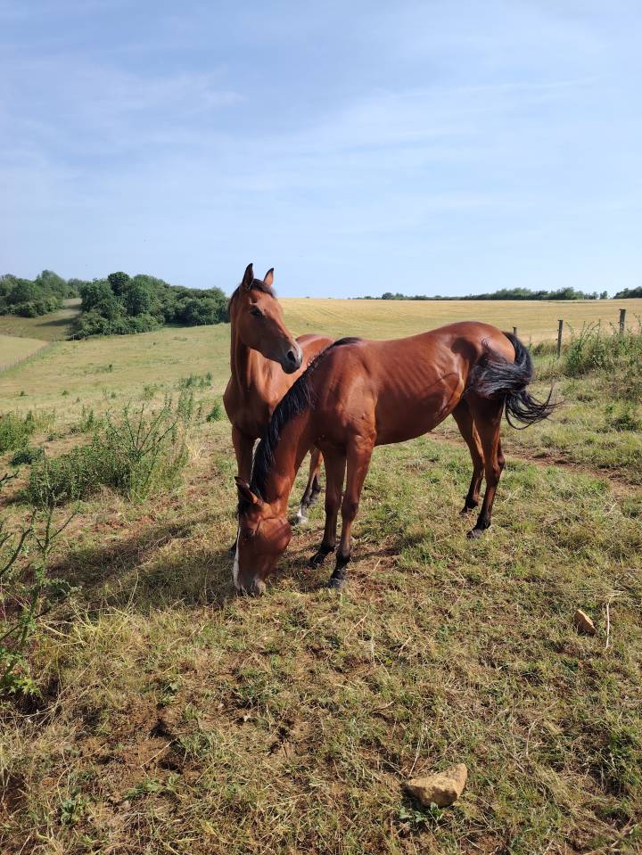 Veulen (vr) Selle Français Te koop 2023 Donker bruin / bai ,  Uncognito bois margot
