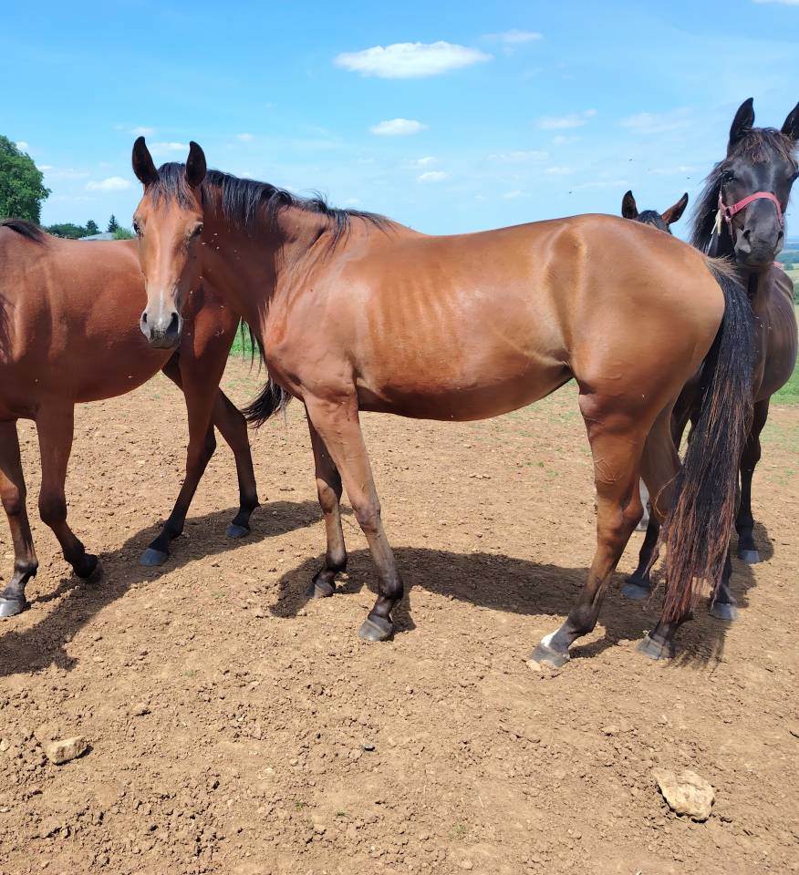 Veulen (vr) Selle Français Te koop 2023 Donker bruin / bai ,  Uncognito bois margot