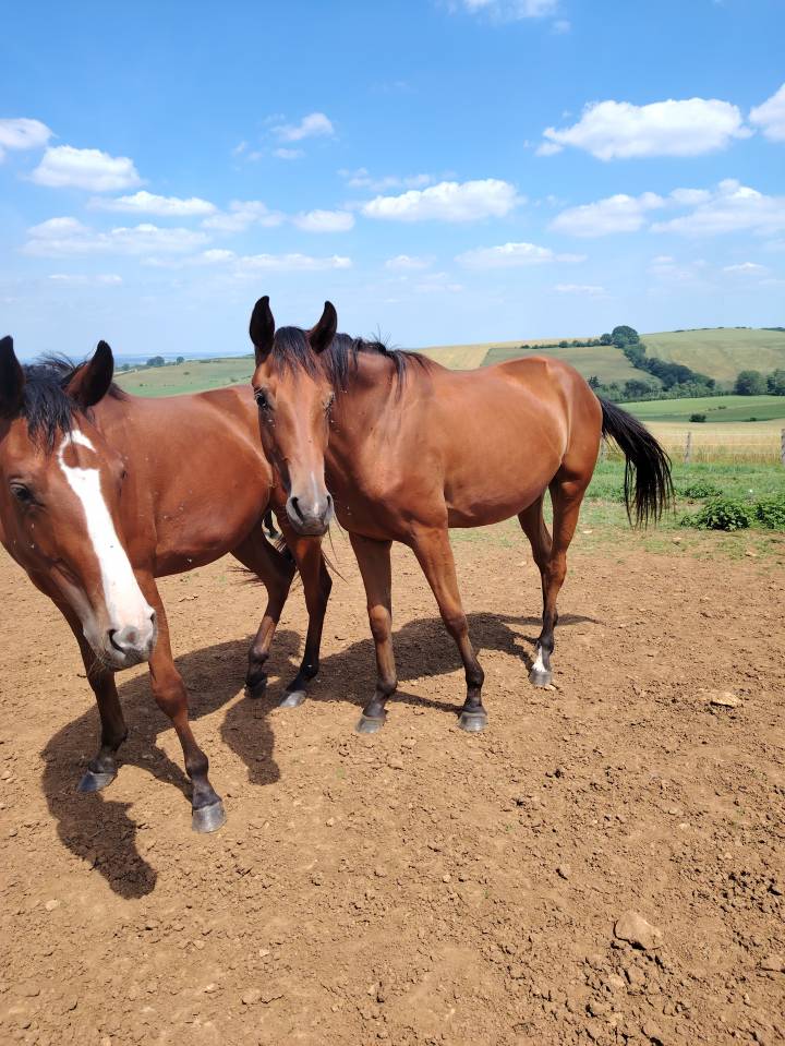 Veulen (vr) Selle Français Te koop 2023 Donker bruin / bai ,  Uncognito bois margot