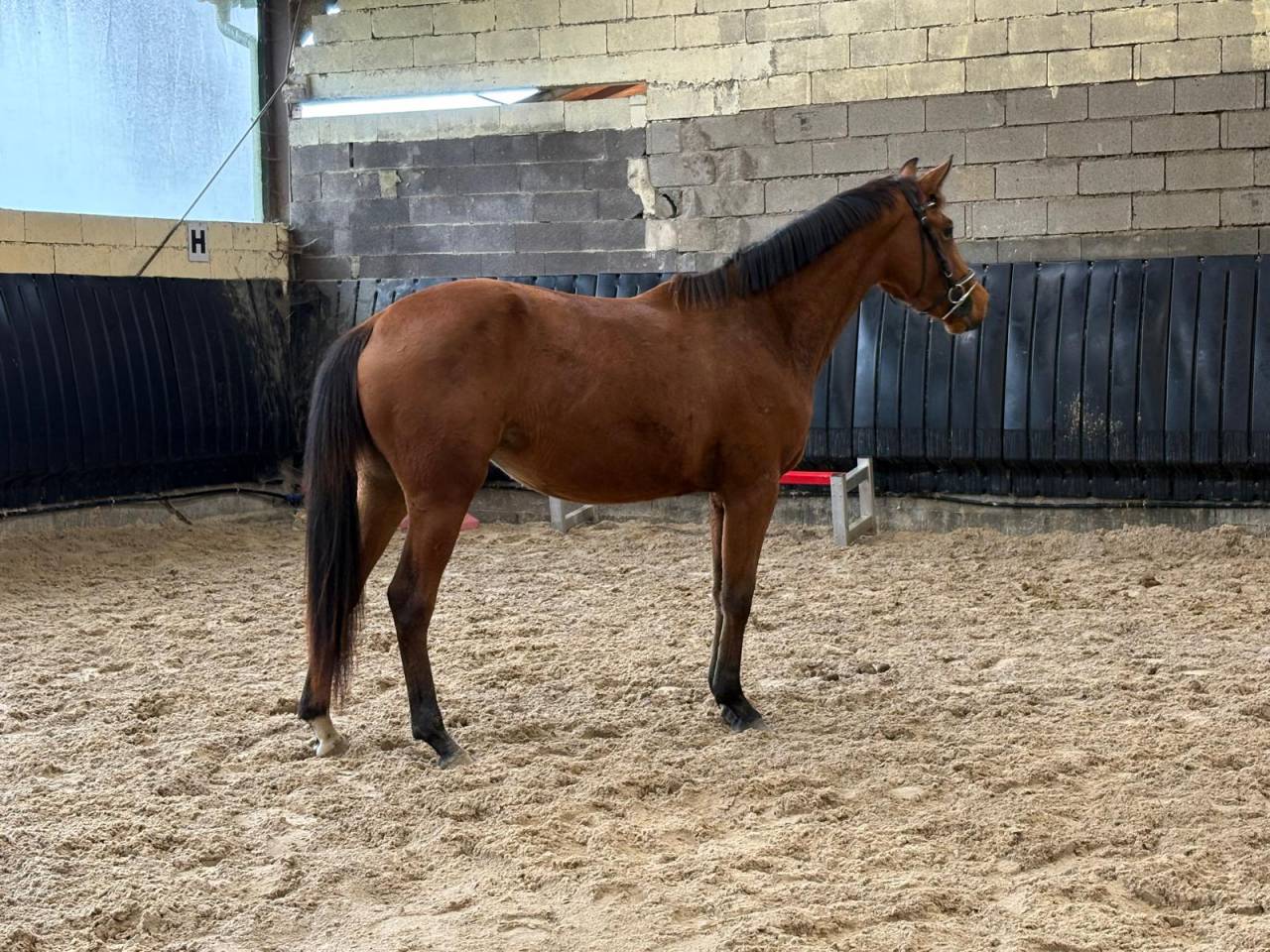 Veulen (vr) Selle Français Te koop 2023 Donker bruin / bai ,  Uncognito bois margot