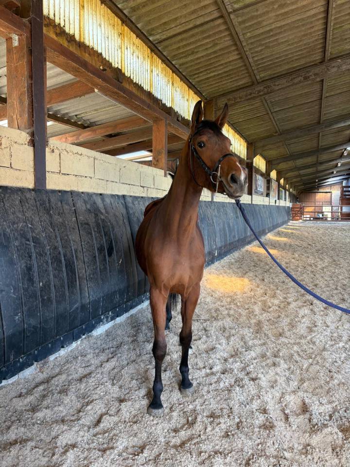 Veulen (vr) Selle Fran&ccedil;ais Te koop 2023 Donker bruin / bai ,  Uncognito bois margot