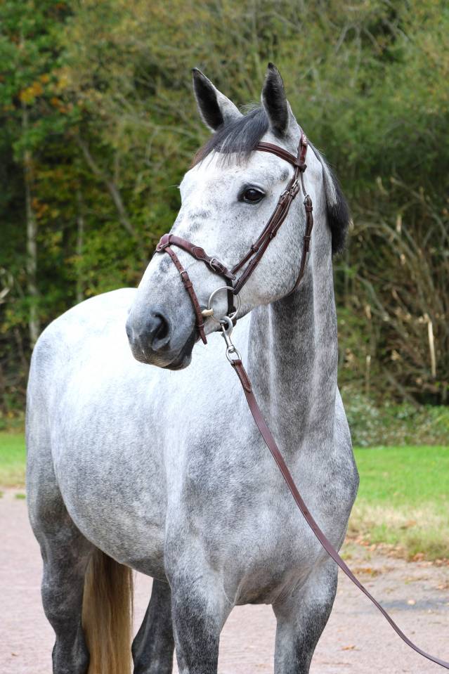 Ruin Selle Français Te koop 2020 Schimmel ,  Baloussini